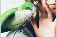 Como conquistar um papagaio Veja dicas para treinar seu pe
